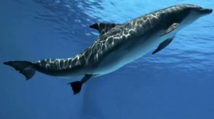 Интересные_факты_-_Дельфины