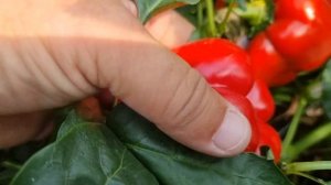 Перец Рэд Найт, спустя три месяца после первого сбора.