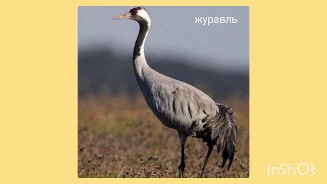 Птицы, которые улетели на юг ( интерактивная презентация) смотреть онлайн