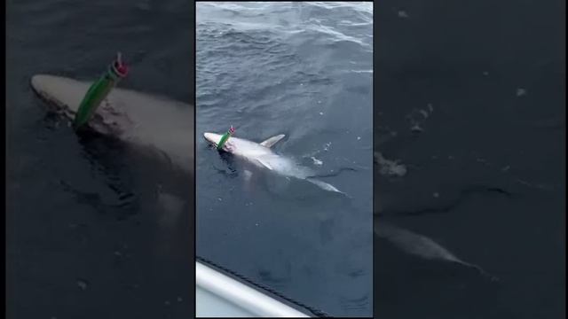 Ловля тунца на поппер (150 мм 60 гр) Mr. Musurok