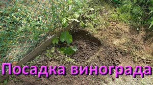Виноград Посадка Черенка В Грунт Летом В Июле В Подмосковье Как Садить Виноград