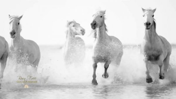 BORN FREE - Giovanni Marradi