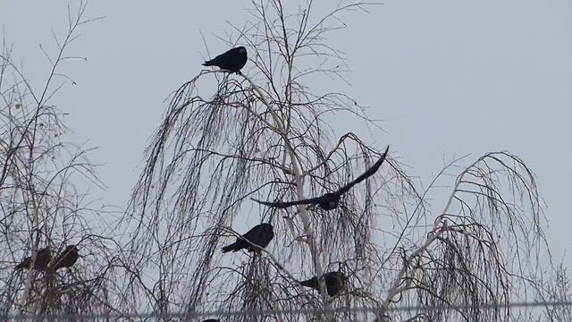 Грачи прилетели.
