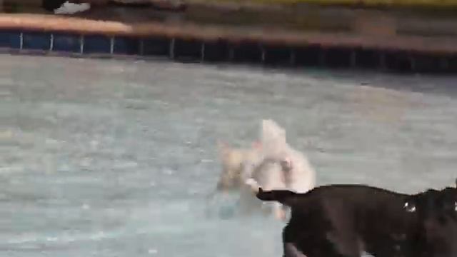 Mac at K-9 Splash at TY Park Nov 2011.wmv смотреть онлайн