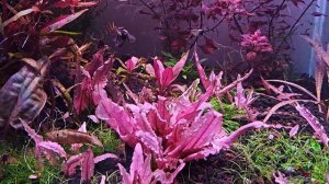 Приводим аквариум в порядок. шатаем баланс, пересадка и обрезка ротал.