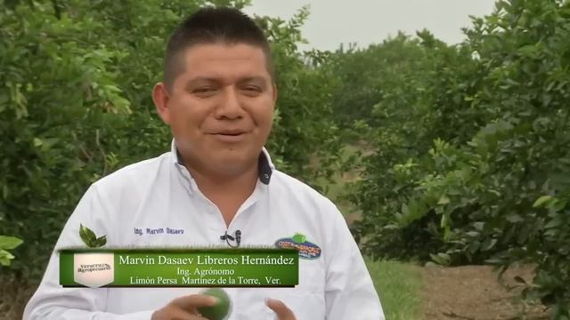 Producción de Limón Persa en Martínez de la Torre, Veracruz смотреть онлайн