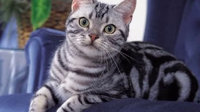 American Shorthair Cat sing Bad Apple смотреть онлайн