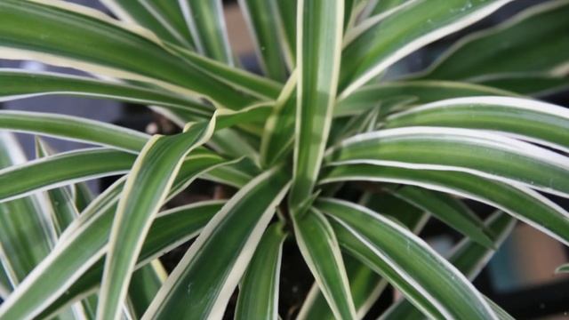 Breathe Easy: 6 Houseplants to Stop Window Condensation смотреть онлайн