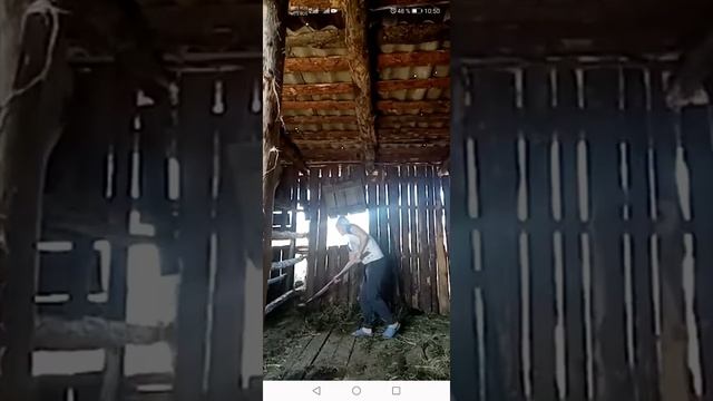 Как быстро удалить навоз с сарая, русская девушка показывает как правильно делать смотреть онлайн