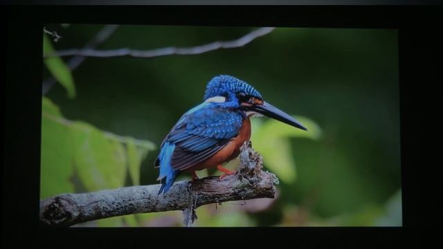 Обзор Wanbo X2 Max. Может ли бюджетный проектор заменить ТВ? смотреть онлайн