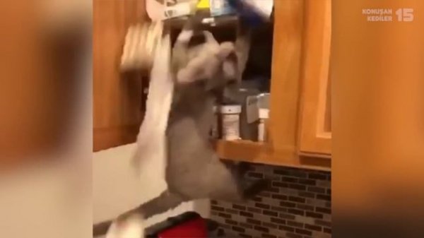 Konuşan Kediler 15 - En Komik Kedi Videoları