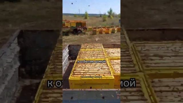 #ЯПчеловод Константин. г. Сызрань. Пасека 100+. Опыт с 2013г. Порода Бакфаст. смотреть онлайн