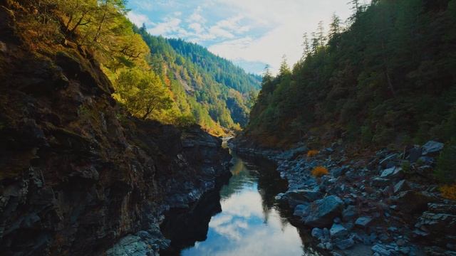 Redwood River | MacOS Sonoma Live Wallpaper