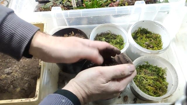 аквариумные растения сажаем в тепличку в землю. смотреть онлайн