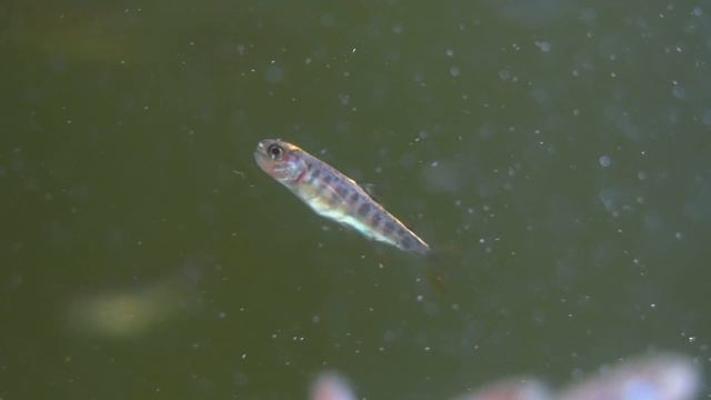 Как растут, размножаются гольцы и хариусы.