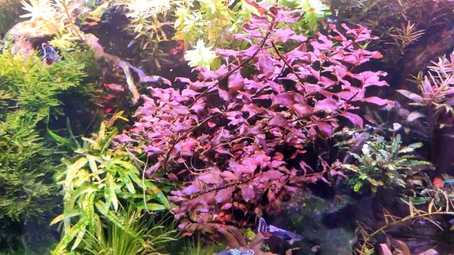 аквариум 4 месяца после запуска смотреть онлайн