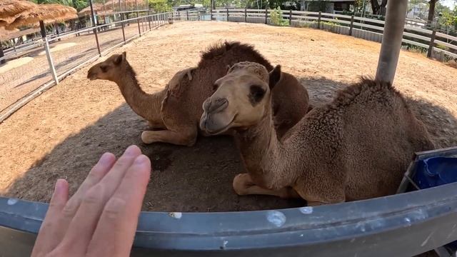 ЭТО ЖЕСТЬ Таиланд в который НИКТО НЕ ЕЗДИТ. Увидели ЧЕРНУЮ БАБИЩУ и много крокодилов. смотреть онлайн