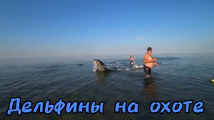 ВИТЯЗЕВО _ АНАПА _ ДЕЛЬФИНЫ _ ЧИСТОЕ МОРЕ
