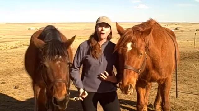 Turn on Your HeartLight with Horses!: An Invitation from the Herd смотреть онлайн