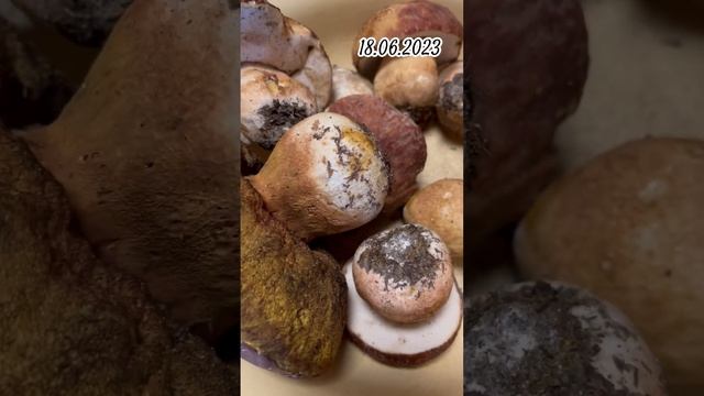 #Яренск …грибная пора беленьких…Республика Коми