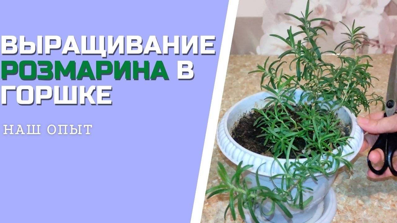 ВЫРАЩИВАНИЕ РОЗМАРИНА В ГОРШКЕ на подоконнике уход и обрезка смотреть онлайн