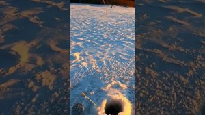 ОКУНЬ 1 Килограмм на безнасадку #безмотылка #рыбалка #безнасадка