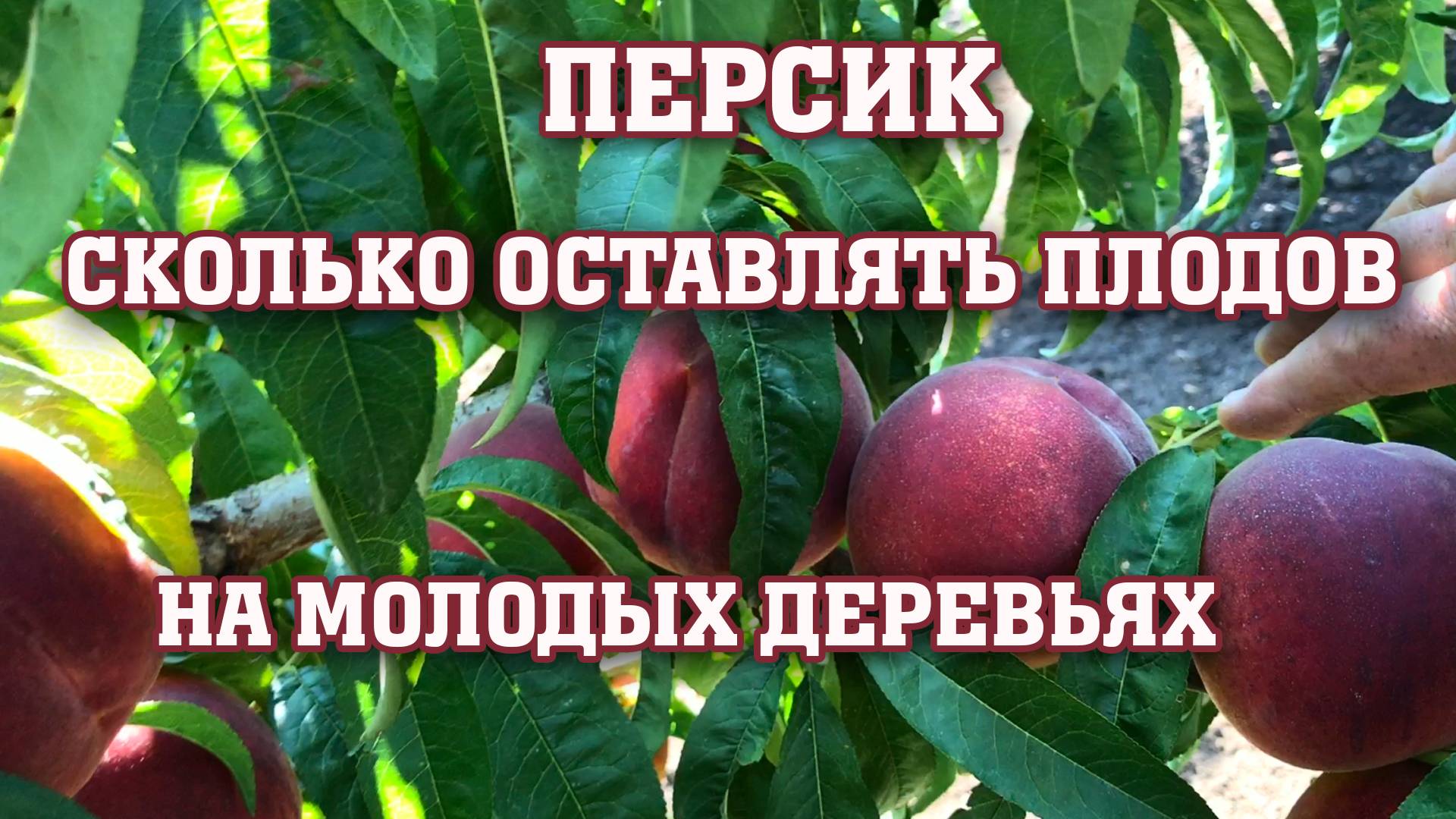 Сколько плодов оставлять на молодых деревьях??? Сорт Свит Дрим смотреть онлайн