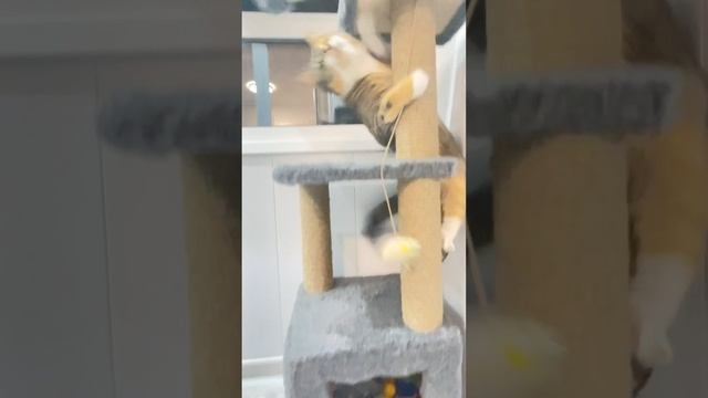 #кошкиндом Часть 2 😜