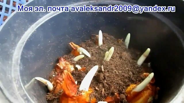 17 08 24г Безвременник осенний Когда, как и куда сажать смотреть онлайн