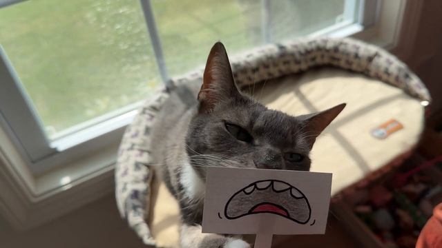 Giving my cats a cartoon mouth смотреть онлайн