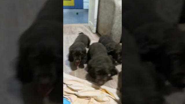 Малыши Паши и Сакса смотреть онлайн