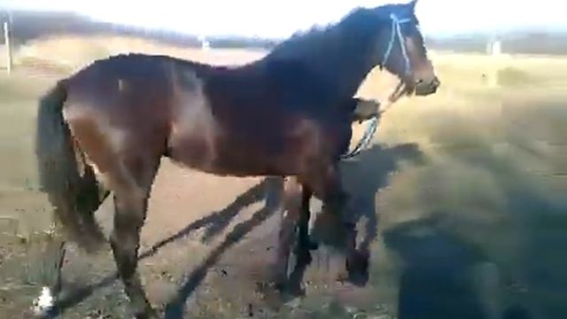 Тренвідділення кінного заводу Мустанг (відео 2014 року) смотреть онлайн