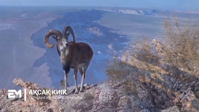 Ақсақ киік - Құрманғазы Сағырбайұлы смотреть онлайн