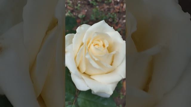 18 октября 2024 год еще цветут розы