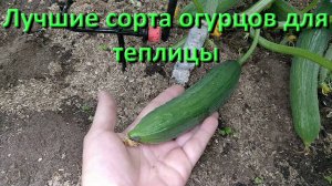 Лучшие Сорта Огурцов Для Теплицы Видео Отзыв