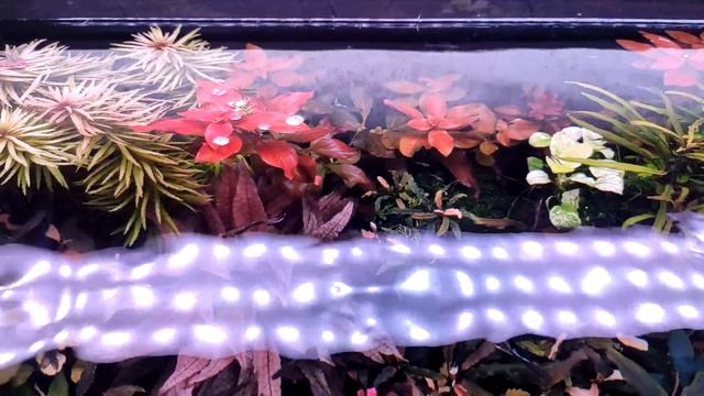 аквариумы с растениями обзор 600л, 160л, 180л, 160л, 300л за апрель 2023 смотреть онлайн