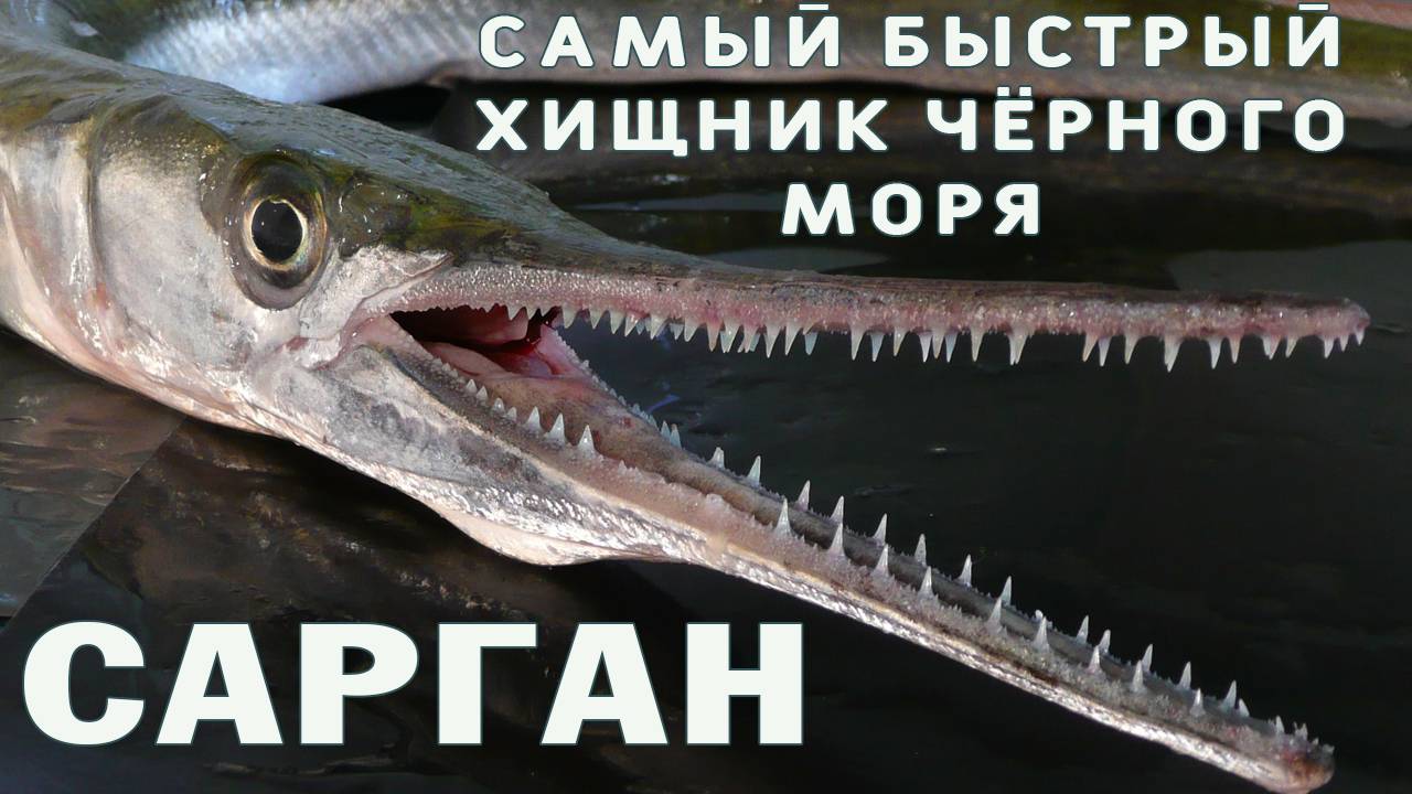 Сарган. Что это за рыба? Как ловить саргана? #сезонконтентаRUTUBE #сарган #рыбалка #сочи смотреть онлайн