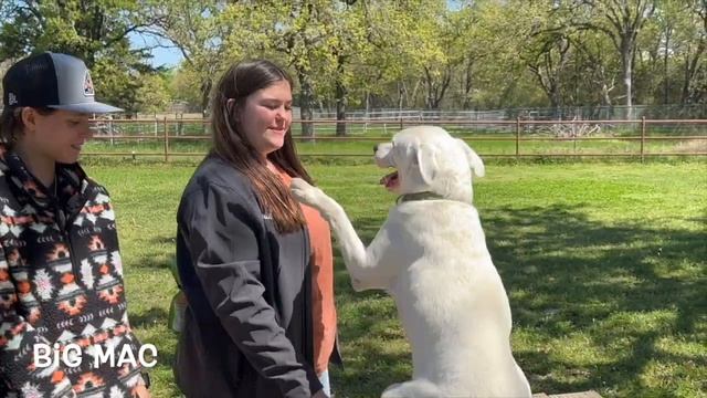 Big Mac! Homes for Hounds Adoption Video смотреть онлайн