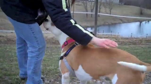 Finding a home for Dream смотреть онлайн