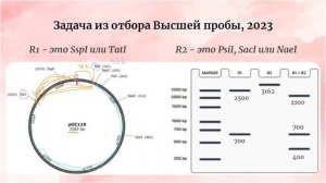 РЕСТРИКЦИЯ в олимпиадах по биологии | разбор задач из Высшей пробы и СПБГУ на молекулярную генетику