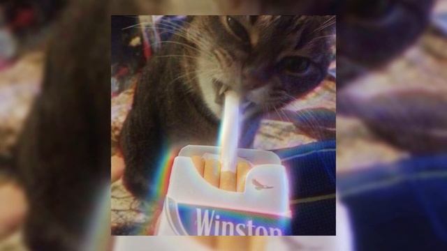 TV Girl - Cigarettes Out The Window (slowed) смотреть онлайн