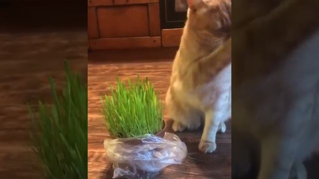 06.10.2019 - Котик Кусочек уехал домой (видео из дома) смотреть онлайн