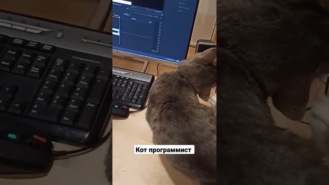 Кот программист смотреть онлайн