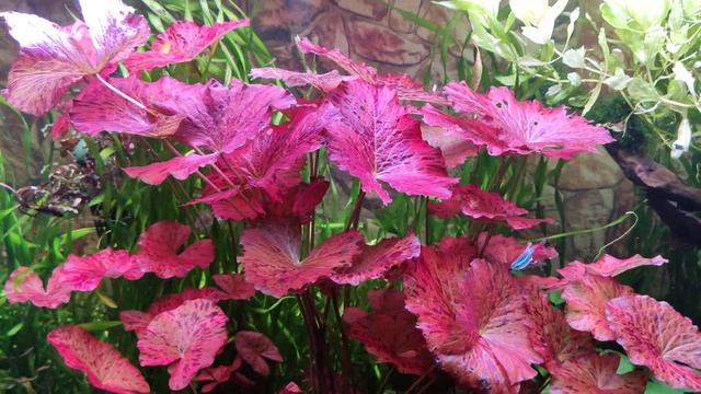 Аквариум с растениями 300л смотреть онлайн