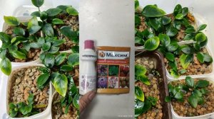 болезнь анубиасов