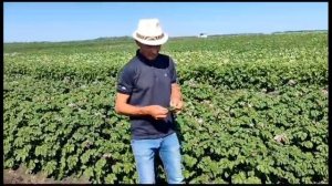 DokaGene. Сорта Прайм, Кармен, Фламинго, Айл оф Джура в ЗАО "Картофель" в Курганской области