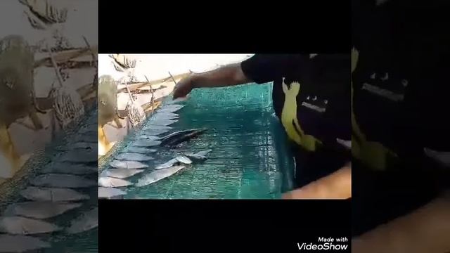 Preparation of Dried Fish/Tuyo смотреть онлайн