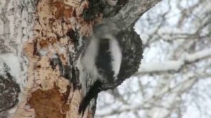 Трехпалый дятел.