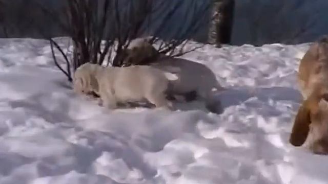 Spinone puppies 7 weeks смотреть онлайн