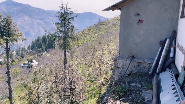First Time Neha Ne Kiya Apple Tree Mai Spray // Papa Ne Di Neha Or Ramesh Bhai Ko Traning смотреть онлайн